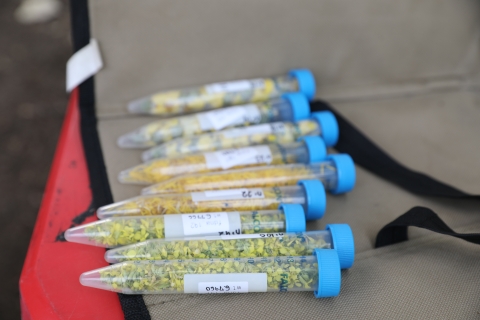 Vials filled with plant material.