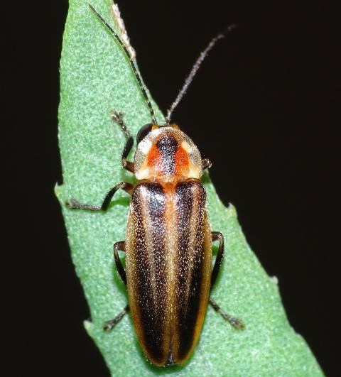 View of a Bethany Beach firefly from the back, showcasing its brown and black streaked wings