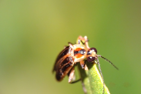 Overhead view of Bethany beach firefly showcasing its characteristic black head marking.