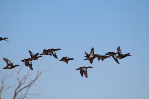 Blue-winged Teal