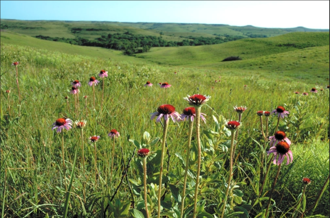 Image of purple coneflowers in a lush green field