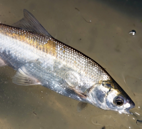 Silvery fish with scales at the top and gold top back in murky water