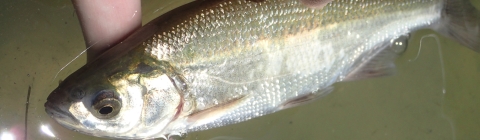 Silvery fish with gold top in water with fingers showing at the top