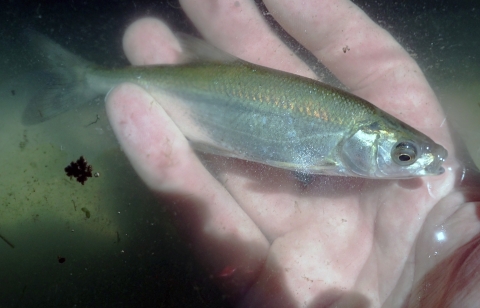 Silvery fish with gold top being held in murky water