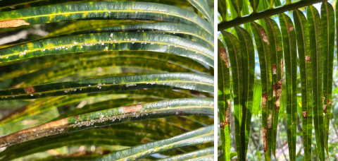 Cycad scale and leaf miner damage on a Fadang (Cycas micronesica) frond