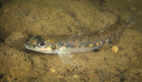 Fish resting on rock bottom