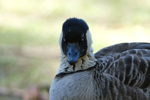 A nēnē goose looks forward.