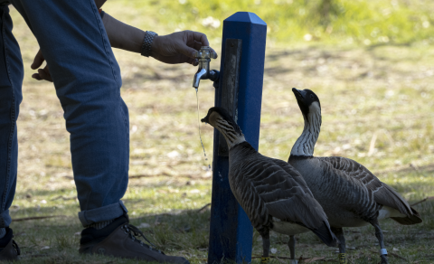 A man pours water to two nēnē