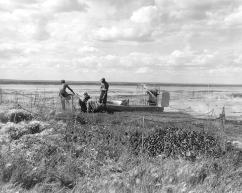 black and white photo of biologists, a boat, and waterfowl traps