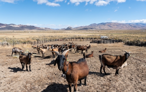 Goats standing in a corral looking at the camera with a sagebrush landscape and mountains in the background.