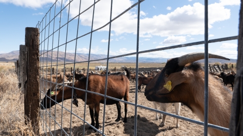 Goats hangout behind a corral fence