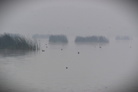 ducks swim on a lake shrouded in fog