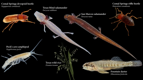 A photo collage of seven species found in the Edwards Aquifer on a black background. The species are the orange Comal Springs dryopid beetle, the pink to clear Texas blind salamander, the tan to orange San Marcos salamander, the orange to burnt red Comal Springs riffle beetle. The second row of species features the clear Peck’s cave amphipod, the green and yellow Texas wild-rice and tan and blue fountain darter.