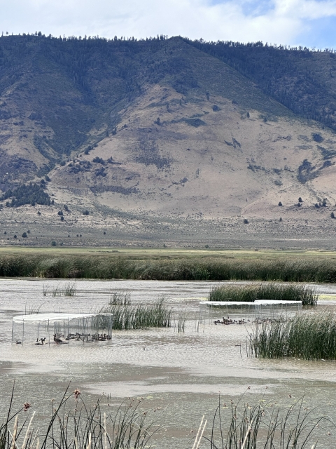 wetland with duck traps is in front of a mountain