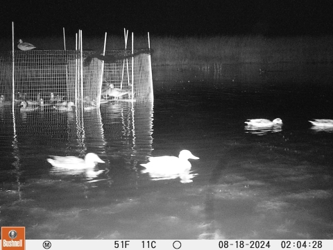 night picture of ducks swimming near traps