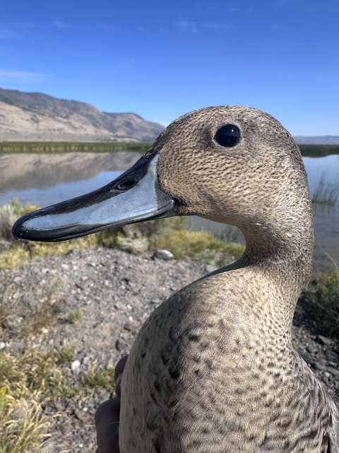 closeup of a duck head