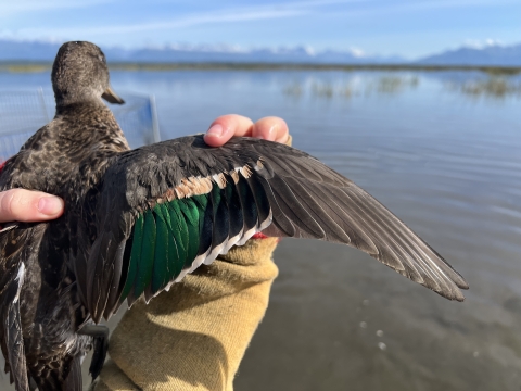 closeup of the wing of a green-winged teal