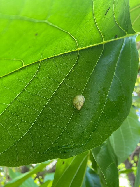 Guam tree snail at the Guam National Wildlife Refuge