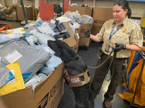 Uniformed federal wildlife inspector inspects packages with trained canine