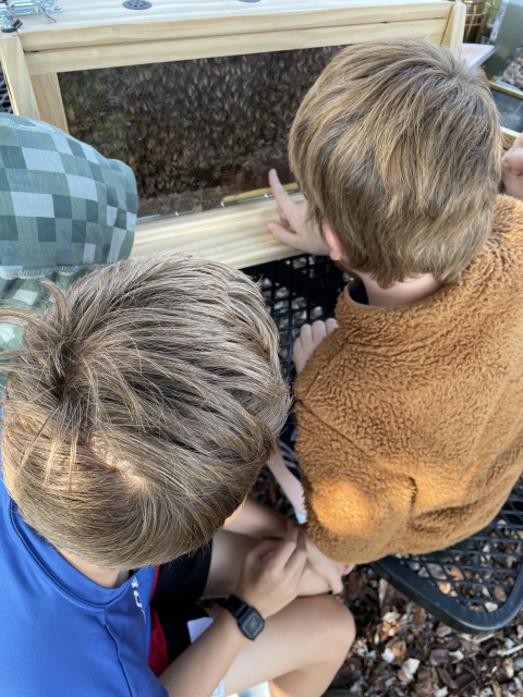 two kids look at a a colony of honey bees on their hive . The bees are inside a clear viewing box.