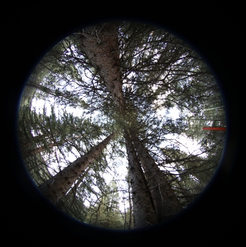 Image of the canopy coverage in a field area