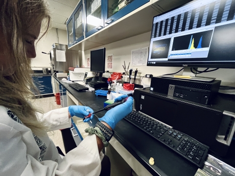 Biologist prepares blood sample to analyze number of chromosomes in fish.