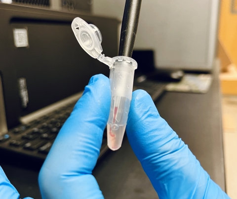 Biologist pipettes fish blood into sample tube