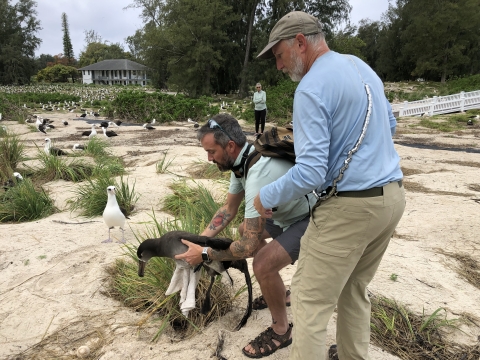 Two biologists releasing a black-footed albatross