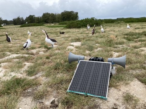 A seabird attraction system with decoys and speakers on the field at Midway Atoll