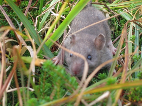 A small rat crouches among grasses and tundra plants.