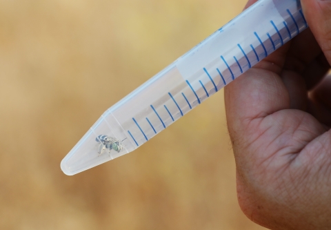 A small tube held by a hand with a tiny bee in it.