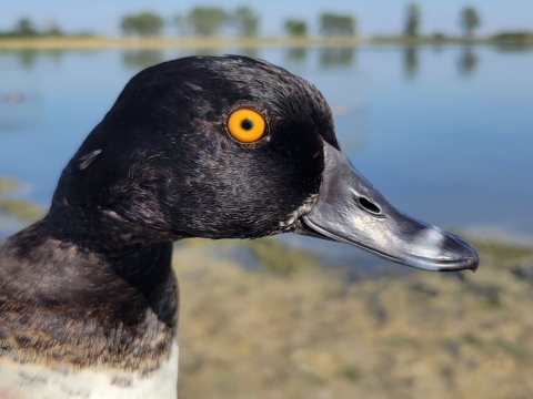 closeup of a male ring-necked duck with a yellow eye