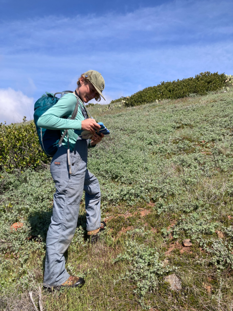 A woman wearing a hat and backpack surveys for plants using a blue tablet