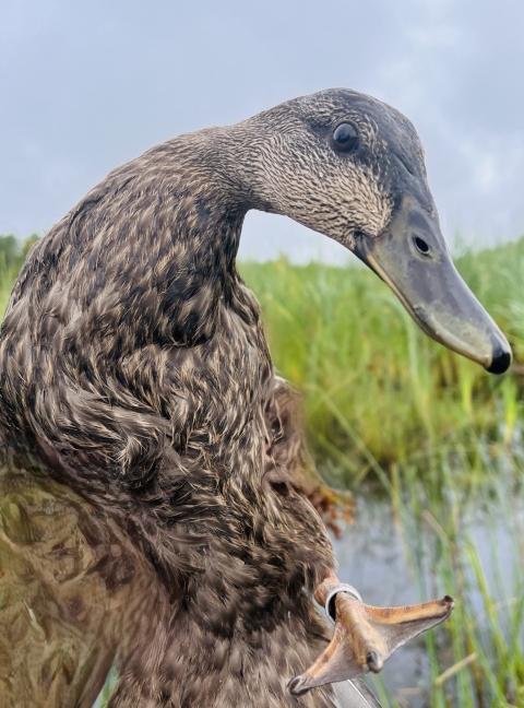 closeup of an American black duck