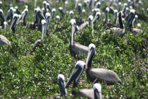 colony of pelicans on ground