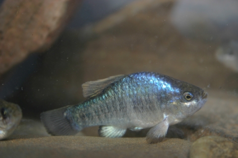 A close up underwater image of a small grey/blue fish.