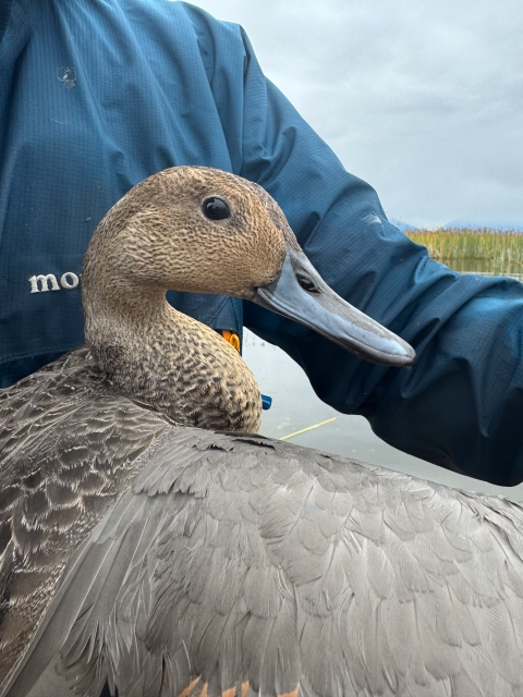 closeup of a biologist holding a duck