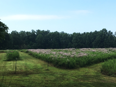 Lush green summer field of native wildflowers with green trees and blue sky in background