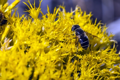 Flower Fly Pollinating Rabbitbrush