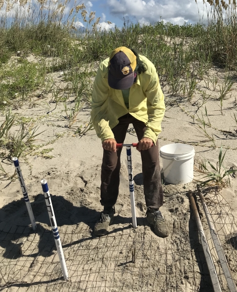 Refuge volunteer relocates a loggerhead sea turtle nest. She drives a numbered pvc post into the sand to show where the nest is buried.