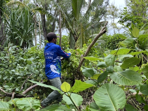 Kupu member Matt Reardon removing invasive vines (Mikania micrantha)