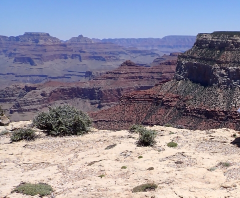 The tan limestone edge of the Grand Canyon with the flat matted plant sentry milk-vetch grows. Reds, browns and tan jagged plateaus are in the background.