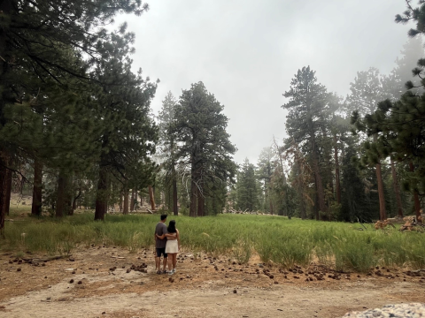 Two people with their backs to the camera looking out at a forest