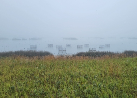 shoreline of a lake with 11 swim in traps for waterfowl