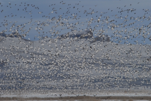 Tens of Thousands of Geese in Flight at Tule Lake NWR 2008