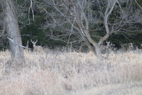 White-tailed Deer