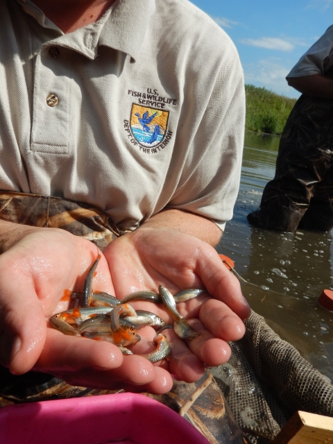 A USFWS employee kneels in the water with chest waders on, holding about a dozen Topeka shiners in their cupped hands. The Topeka shiners are silver and gold with bright red fins.