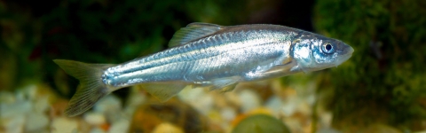 Side shot of a silver fish minnow with yellow along outer fins.