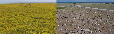 Two merged images with left one showing verbesina covered field and right one verbesina free field with albatross nests. 