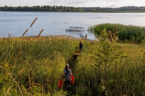 people walking through a marsh to the water